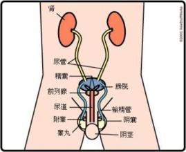 膀胱炎的护理