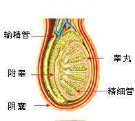 用药物治疗附睾炎的注意事项
